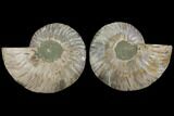 Agatized Ammonite Fossil - Madagascar #111481-1